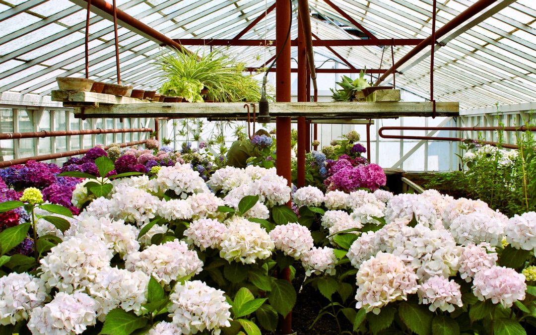 Historische Tuin staat dit jaar in het teken van de hortensia